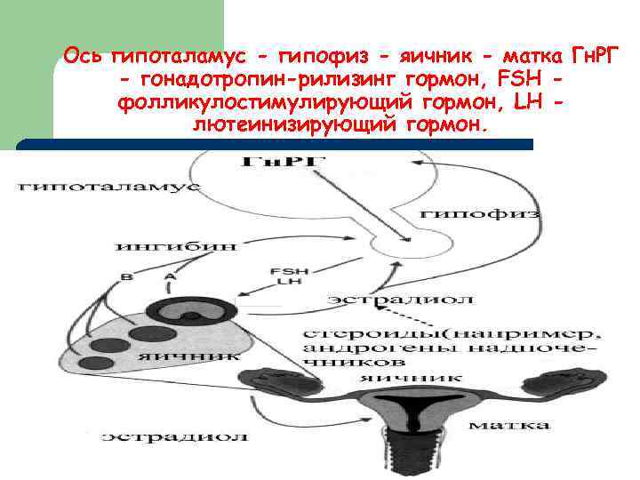Ось гипоталамус - гипофиз - яичник - матка Гн. РГ - гонадотропин-рилизинг гормон, FSH