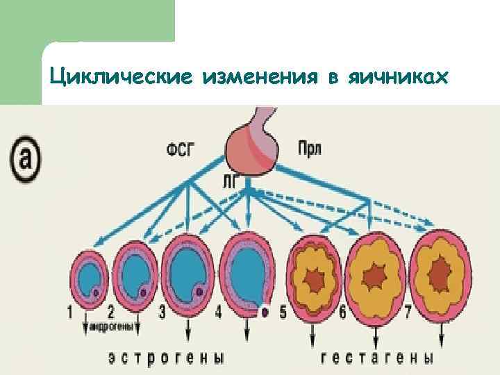 Циклические изменения в яичниках 
