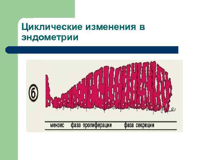 Циклические изменения в эндометрии 