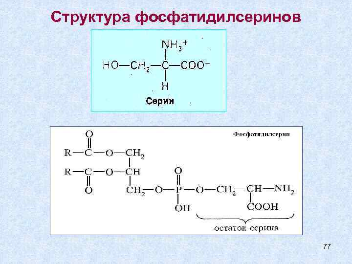 Структура фосфатидилсеринов      77 