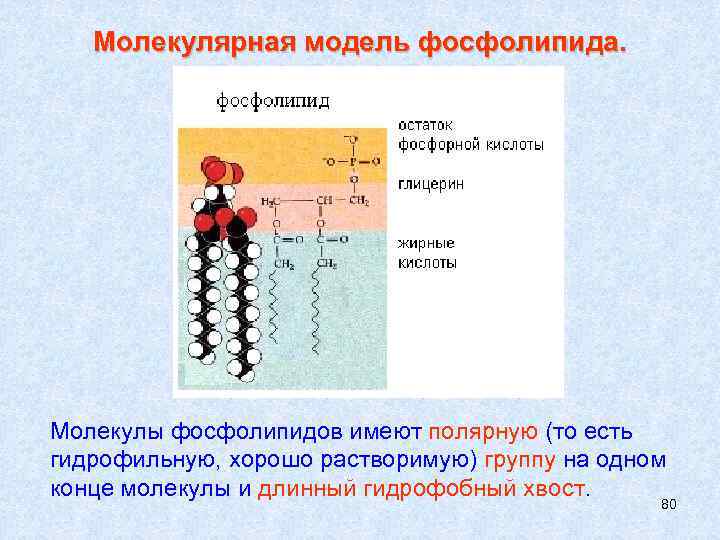   Молекулярная модель фосфолипида. Молекулы фосфолипидов имеют полярную (то есть гидрофильную, хорошо растворимую)
