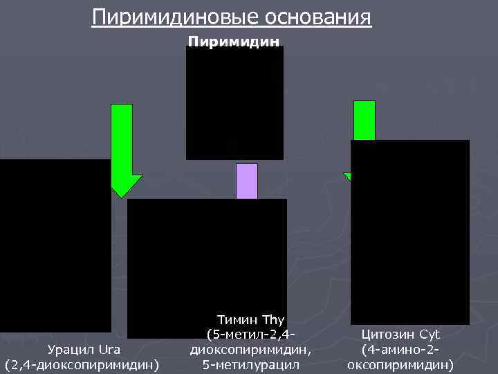   Пиримидиновые основания     Пиримидин     