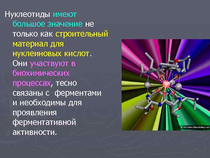 Нуклеотиды имеют  большое значение не  только как строительный  материал для 