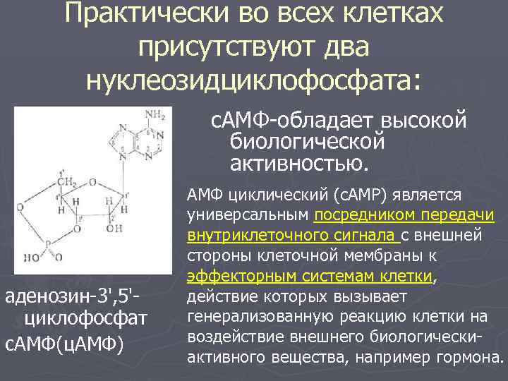  Практически во всех клетках  присутствуют два  нуклеозидциклофосфата:    