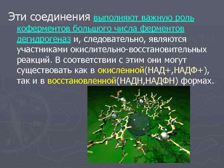 Эти соединения выполняют важную роль коферментов большого числа ферментов дегидрогеназ и, следовательно, являются участниками