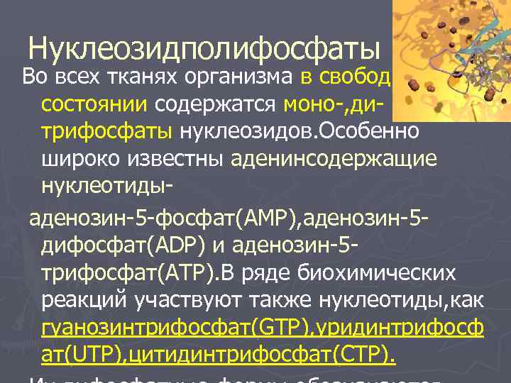 Нуклеозидполифосфаты Во всех тканях организма в свободном  состоянии содержатся моно-, ди- и 