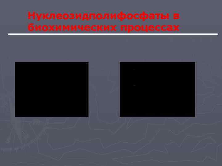 Нуклеозидполифосфаты в биохимических процессах 