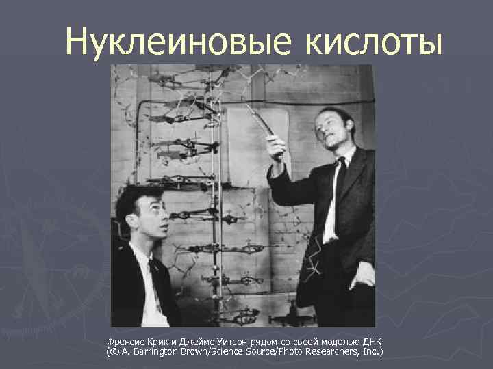 Нуклеиновые кислоты  Френсис Крик и Джеймс Уитсон рядом со своей моделью ДНК 