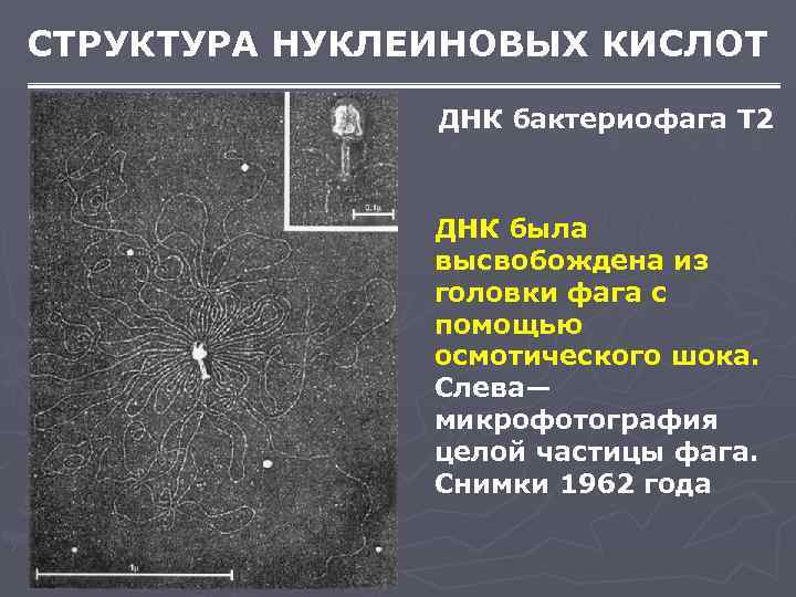 СТРУКТУРА НУКЛЕИНОВЫХ КИСЛОТ   ДНК бактериофага Т 2    ДНК была