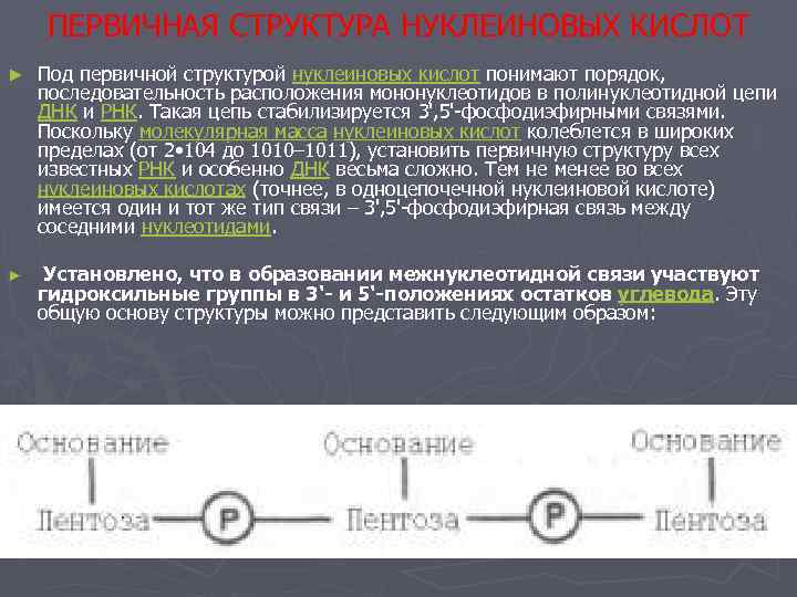   ПЕРВИЧНАЯ СТРУКТУРА НУКЛЕИНОВЫХ КИСЛОТ ►  Под первичной структурой нуклеиновых кислот понимают