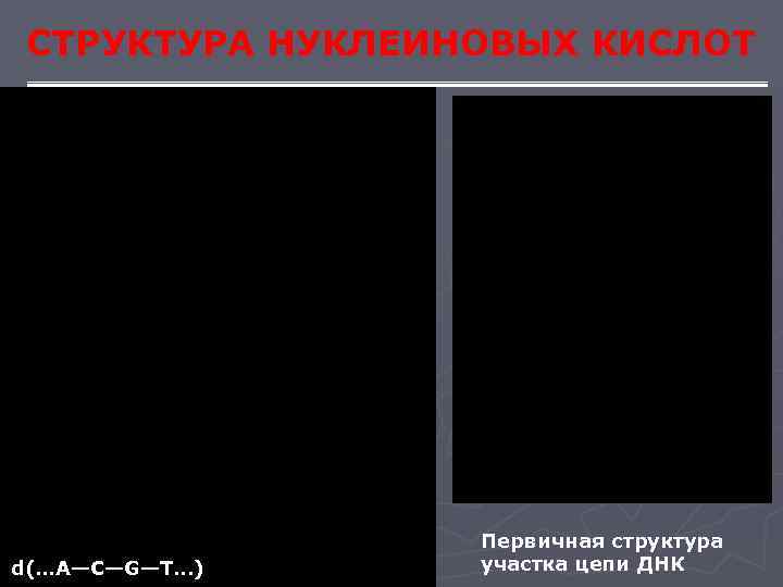  СТРУКТУРА НУКЛЕИНОВЫХ КИСЛОТ    Первичная структура d(…A—С—G—Т. . . ) 