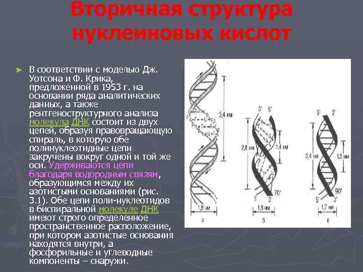 Схема первичной структуры нуклеиновых кислот