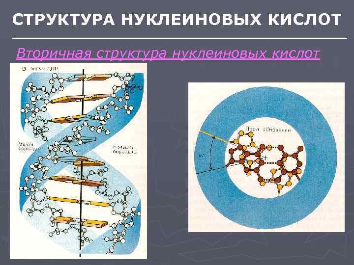 СТРУКТУРА НУКЛЕИНОВЫХ КИСЛОТ Вторичная структура нуклеиновых кислот 