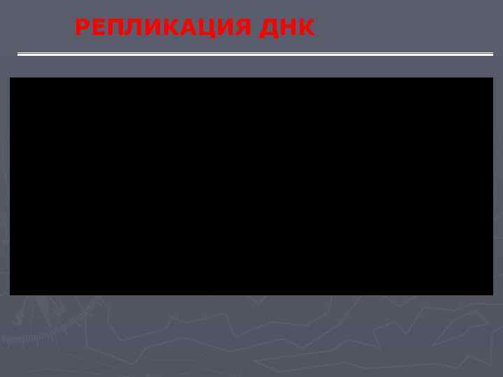 РЕПЛИКАЦИЯ ДНК 