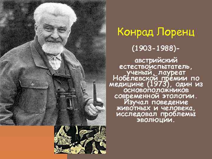  Конрад Лоренц (1903 -1988)-  австрийский  естествоиспытатель,  ученый, лауреат Нобелевской премии