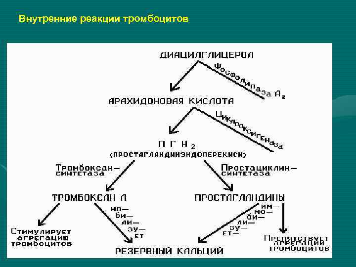 Внутренние реакции тромбоцитов 