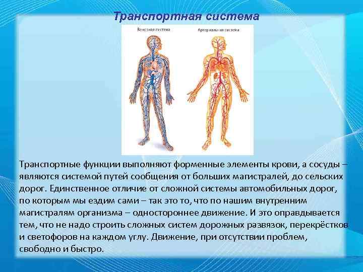     Транспортная система Транспортные функции выполняют форменные элементы крови, а сосуды