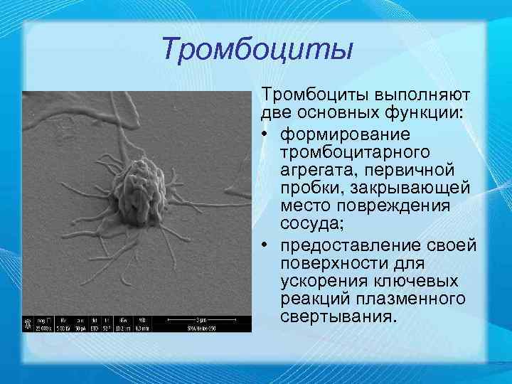 Тромбоциты выполняют две основных функции:  • формирование  тромбоцитарного  агрегата, первичной 