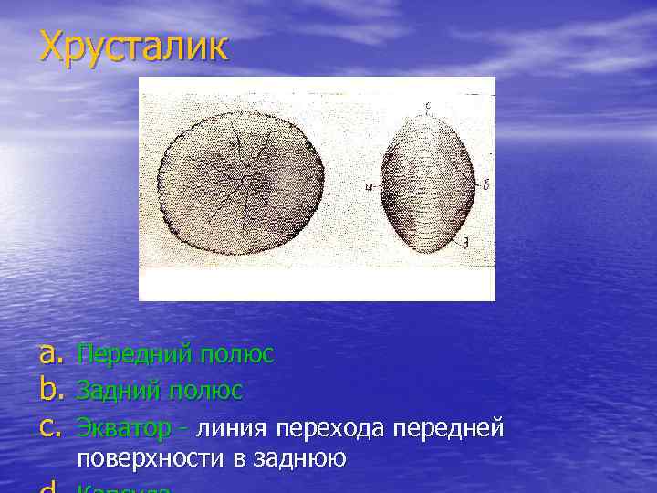 Хрусталик a. Передний полюс b. Задний полюс c. Экватор - линия перехода передней 