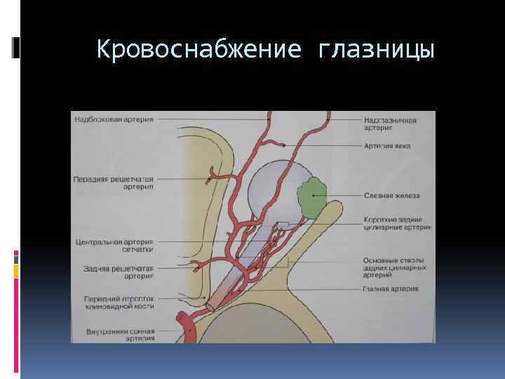 Кровоснабжение глазницы 