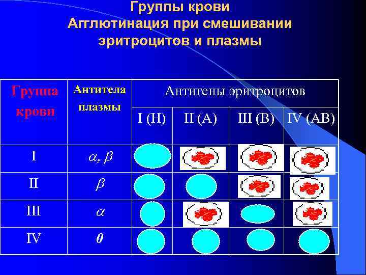    Группы крови   Агглютинация при смешивании   эритроцитов и