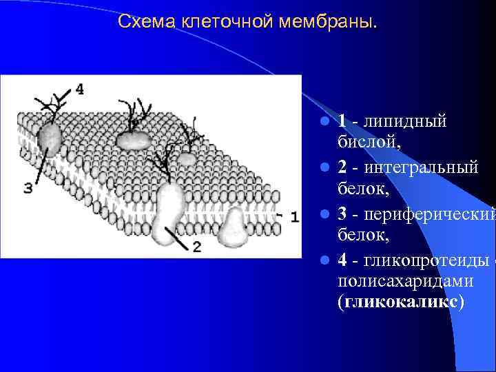 Схема клеточной мембраны.     l 1 - липидный   