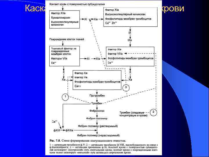 Каскадная схема свертывания крови 