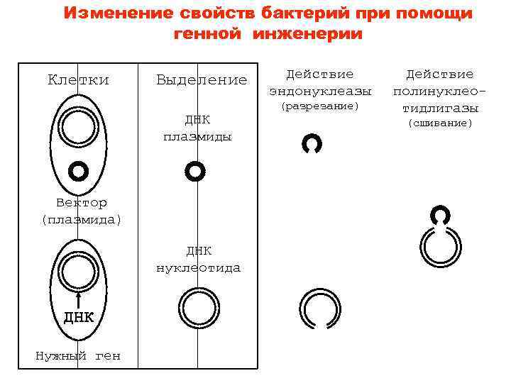   Изменение свойств бактерий при помощи   генной инженерии  Клетки Выделение