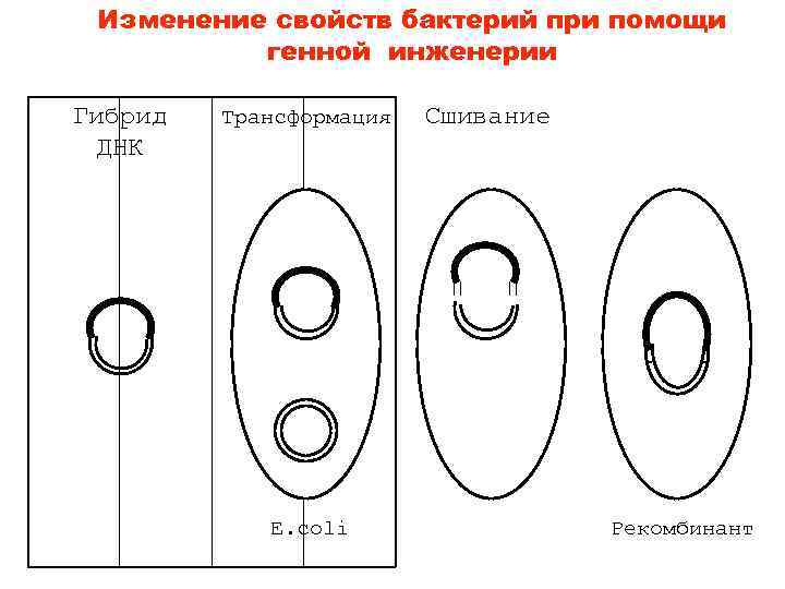  Изменение свойств бактерий при помощи  генной инженерии Гибрид  Трансформация  Сшивание