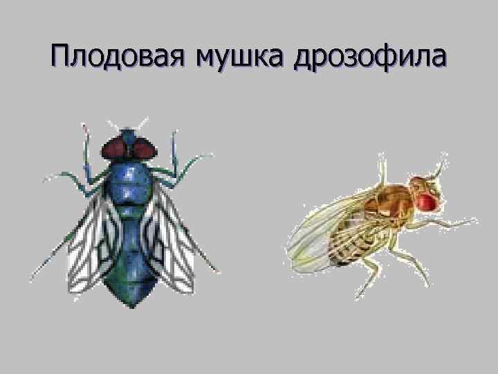 Плодовая мушка дрозофила 