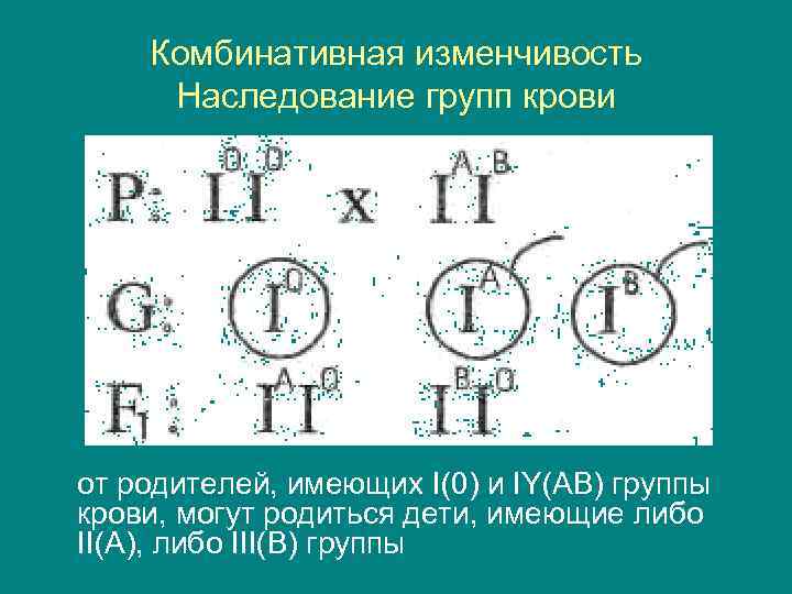   Комбинативная изменчивость Наследование групп крови от родителей, имеющих I(0) и IY(АВ) группы