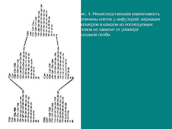 Рис. 4. Ненаследственная изменчивость величины клеток у инфузорий: вариация размеров в каждом из последующих
