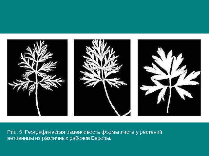 Рис. 5. Географическая изменчивость формы листа у растений ветреницы из различных районов Европы. 