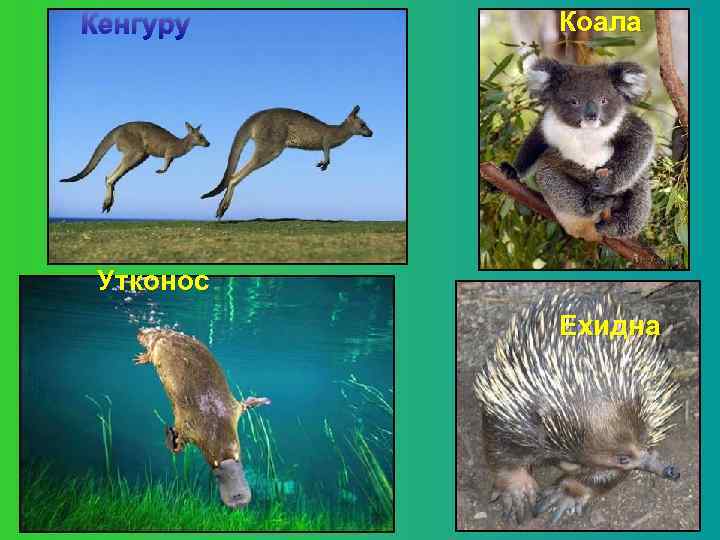 Кенгуру  Коала Утконос  Ехидна 