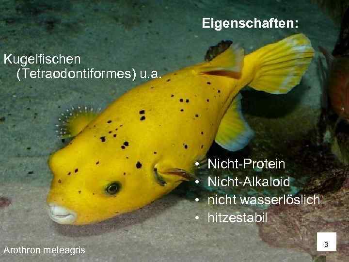        Eigenschaften:  Kugelfischen  (Tetraodontiformes) u. a.