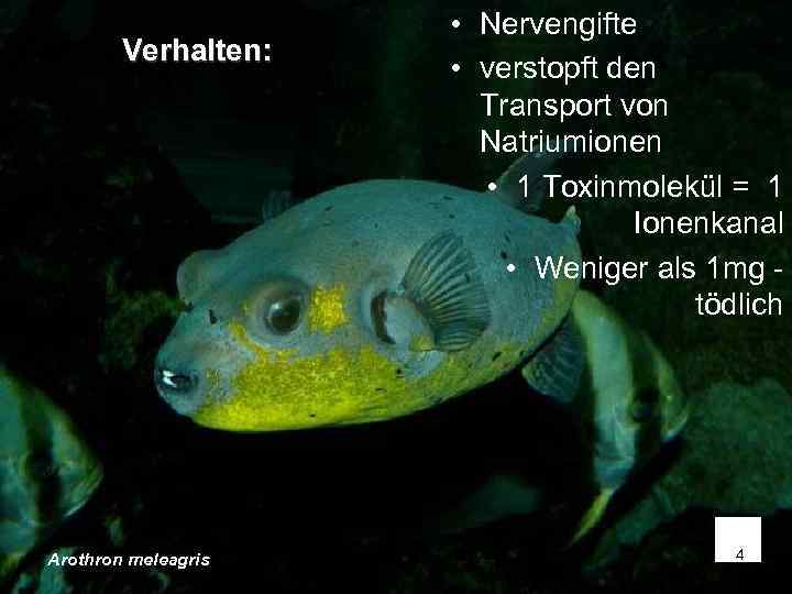      • Nervengifte   Verhalten:    •