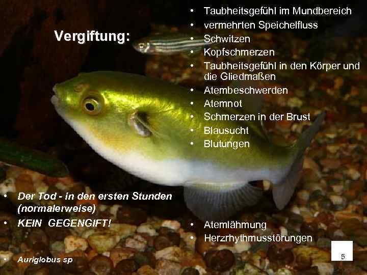        •  Taubheitsgefühl im Mundbereich  