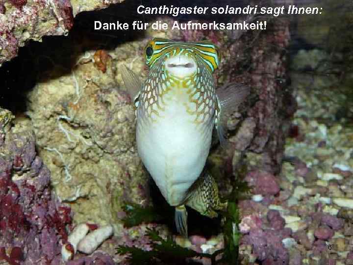   Canthigaster solandri sagt Ihnen: Danke für die Aufmerksamkeit!    6