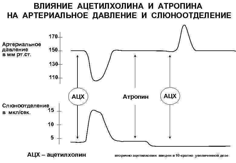  ВЛИЯНИЕ АЦЕТИЛХОЛИНА И АТРОПИНА НА АРТЕРИАЛЬНОЕ ДАВЛЕНИЕ И СЛЮНООТДЕЛЕНИЕ   170 Артериальное