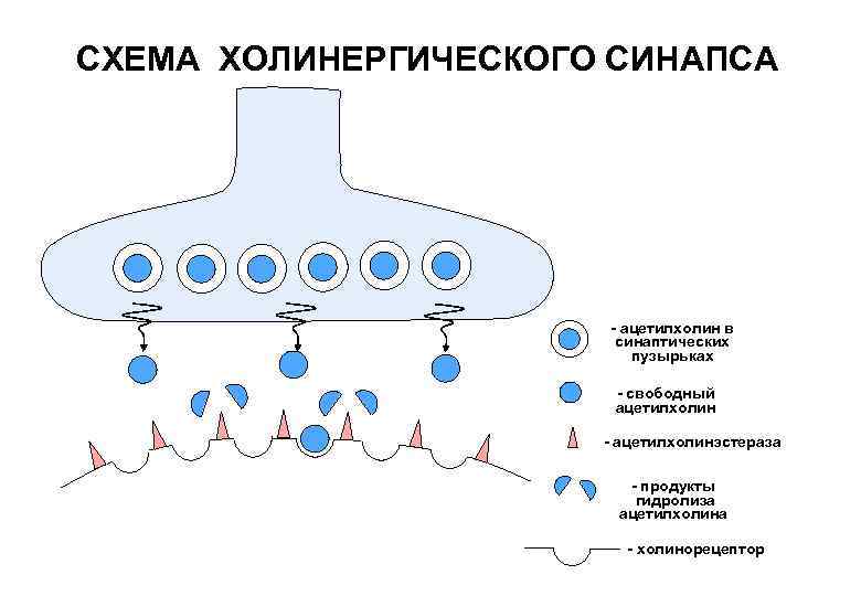 Холинергический синапс схема