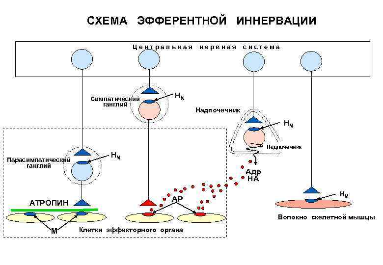 Инфанрикс гекса схема