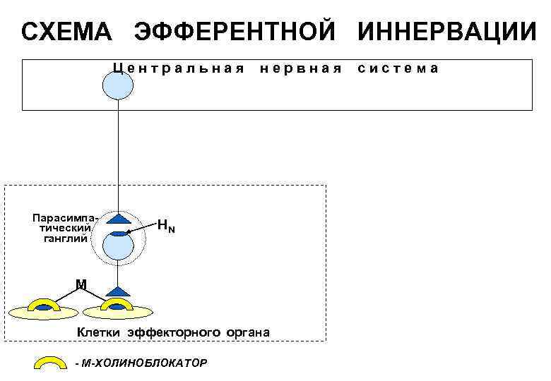  СХЕМА ЭФФЕРЕНТНОЙ ИННЕРВАЦИИ    Центральная  нервная  система  
