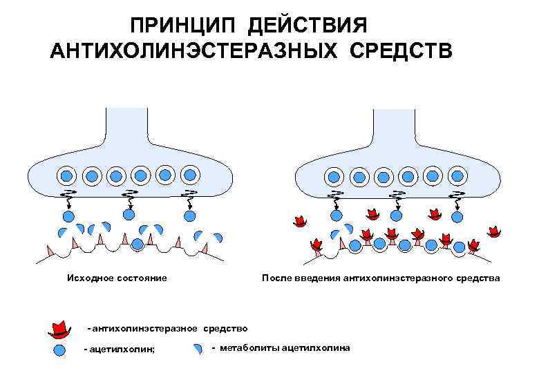 Холинергический синапс схема