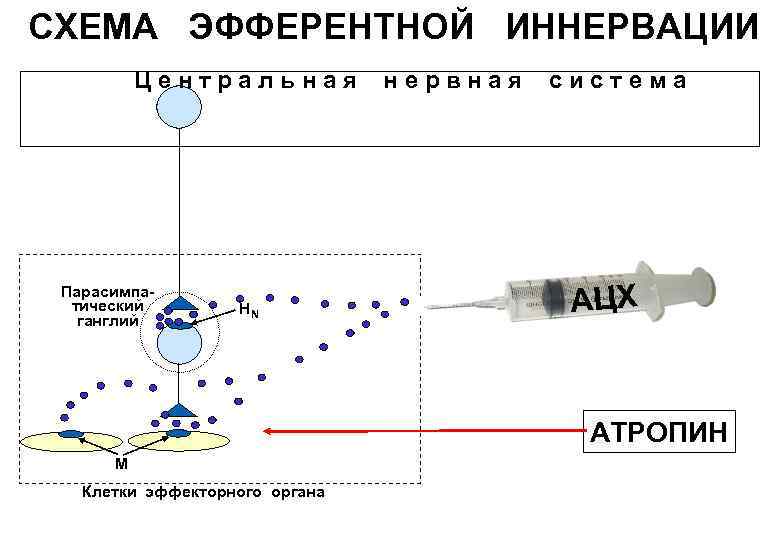 Схема эфферентной иннервации фармакология