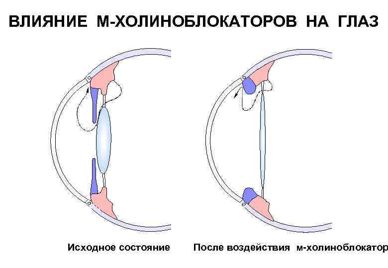 Влияние м. Механизм действия м холиноблокаторов на глаз. Влияние м холиноблокаторов на глаз. М холиноблокаторы эффект на глаза. Эффекты м холиноблокаторов.