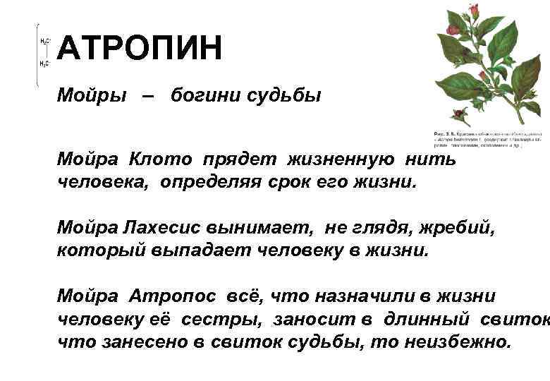 АТРОПИН Мойры – богини судьбы  Мойра Клото прядет жизненную нить человека, определяя срок
