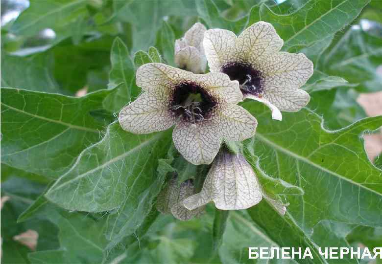 БЕЛЕНА ЧЕРНАЯ 