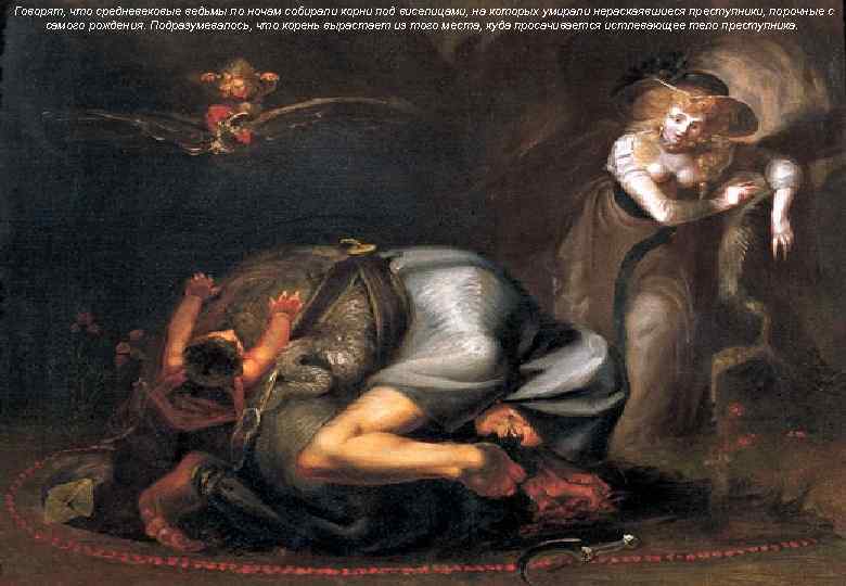Говорят, что средневековые ведьмы по ночам собирали корни под виселицами, на которых умирали нераскаявшиеся