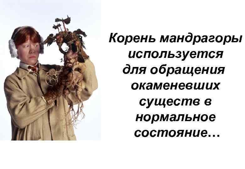 Корень мандрагоры  используется  для обращения  окаменевших существ в нормальное состояние… 
