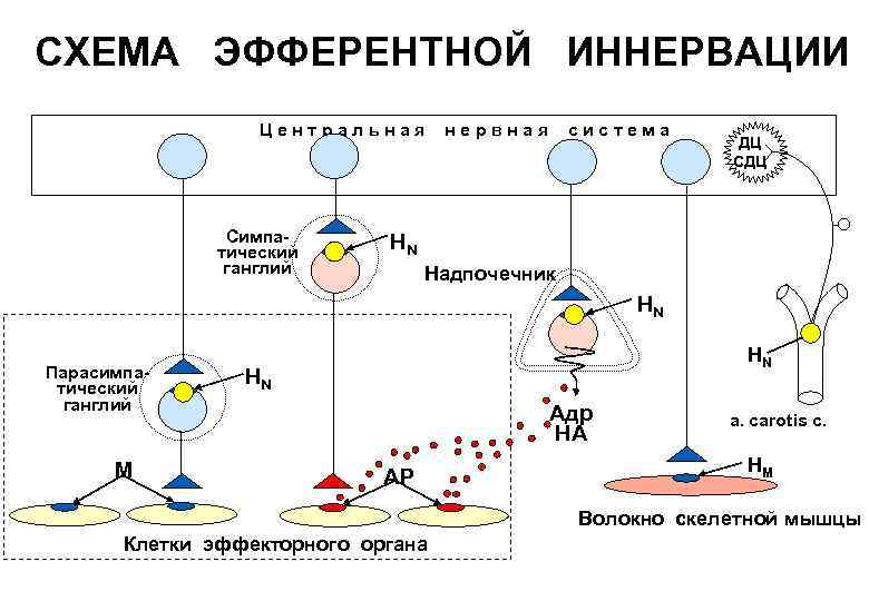 Эфферентная иннервация презентация